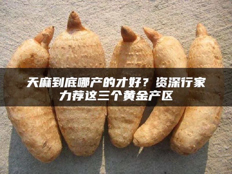 天麻到底哪产的才好？资深行家力荐这三个黄金产区