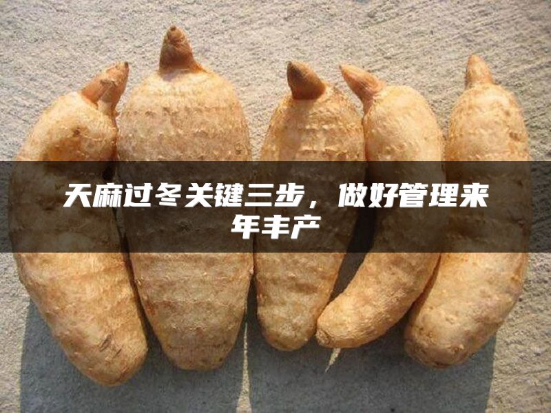 天麻过冬关键三步，做好管理来年丰产