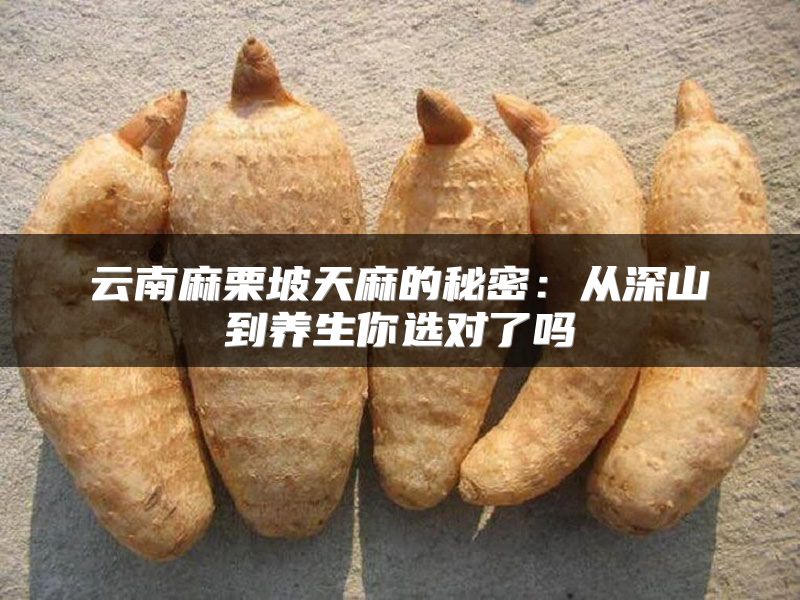 云南麻栗坡天麻的秘密：从深山到养生你选对了吗