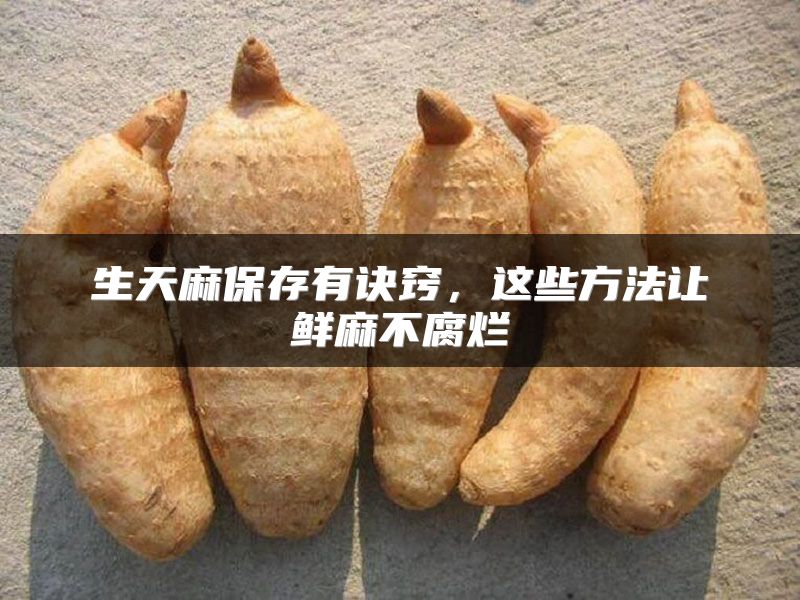 生天麻保存有诀窍，这些方法让鲜麻不腐烂