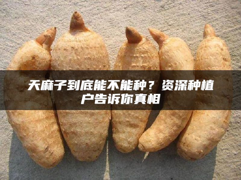 天麻子到底能不能种？资深种植户告诉你真相