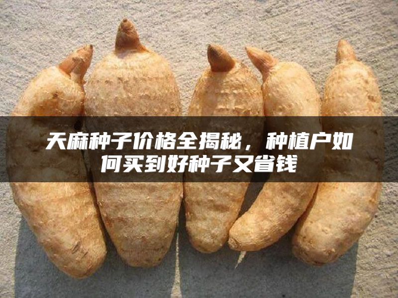 天麻种子价格全揭秘,种植户如何买到好种子又省钱