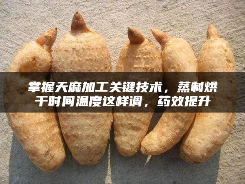 掌握天麻加工关键技术，蒸制烘干时间温度这样调，药效提升