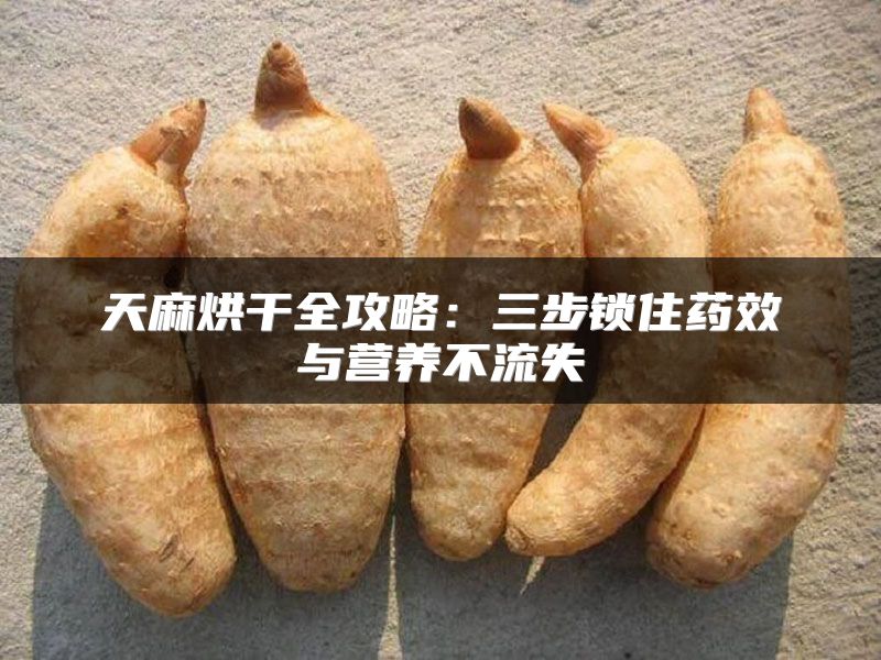 天麻烘干全攻略：三步锁住药效与营养不流失