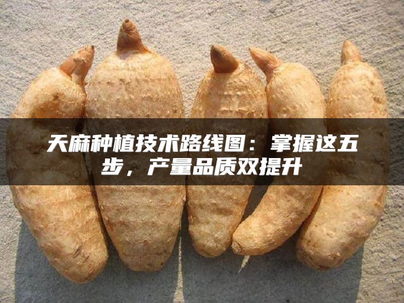 天麻种植技术路线图：掌握这五步，产量品质双提升