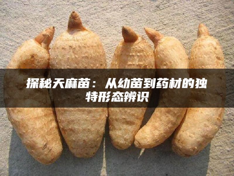 探秘天麻苗：从幼苗到药材的独特形态辨识