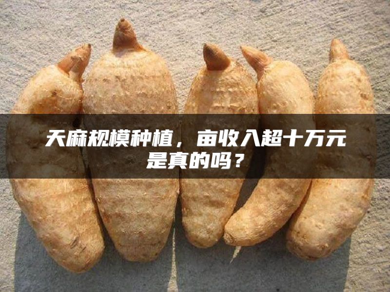天麻规模种植,亩收入超十万元是真的吗?