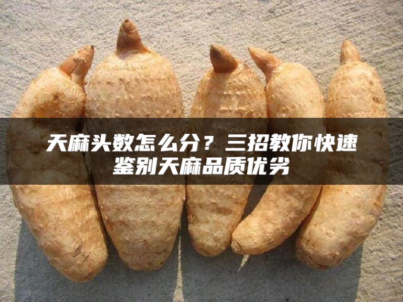 天麻头数怎么分？三招教你快速鉴别天麻品质优劣