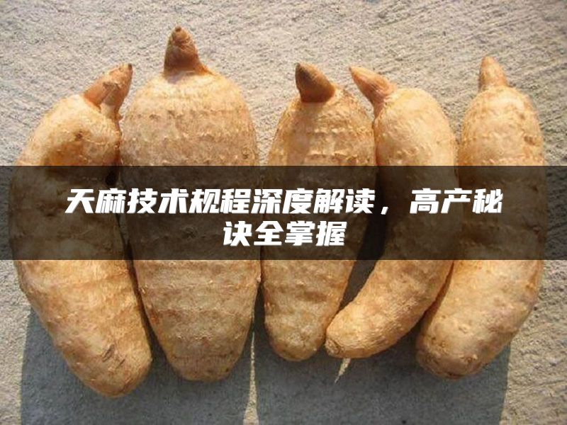 天麻技术规程深度解读，高产秘诀全掌握