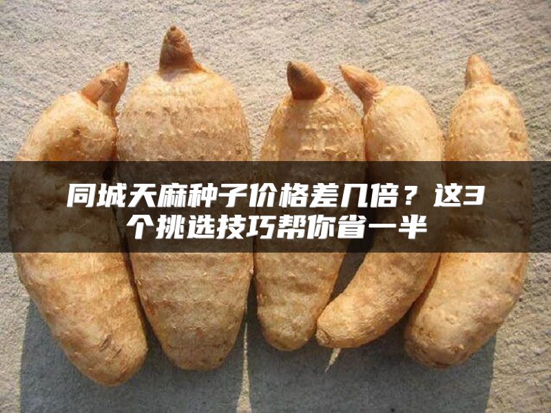 同城天麻种子价格差几倍？这3个挑选技巧帮你省一半
