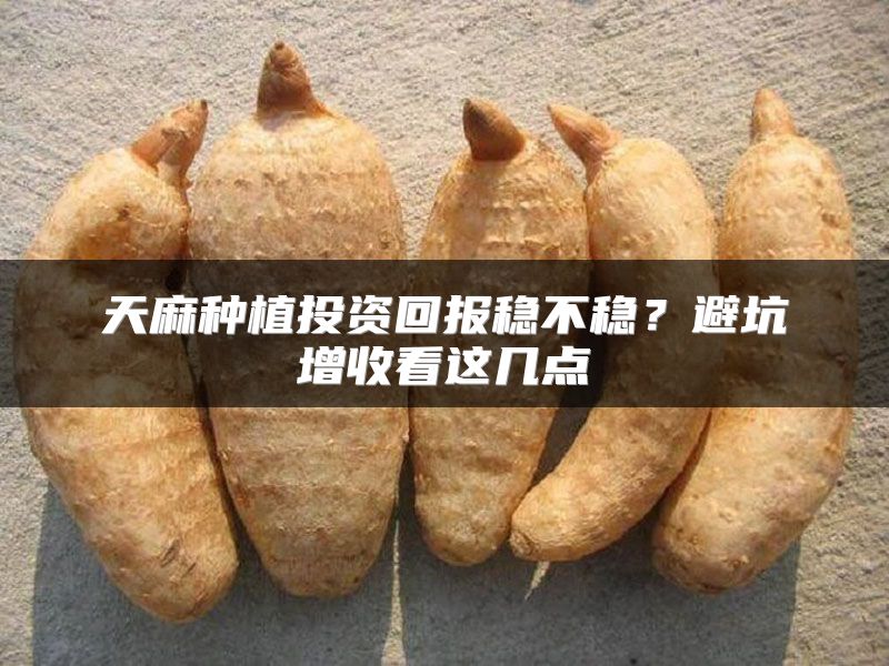 天麻种植投资回报稳不稳？避坑增收看这几点