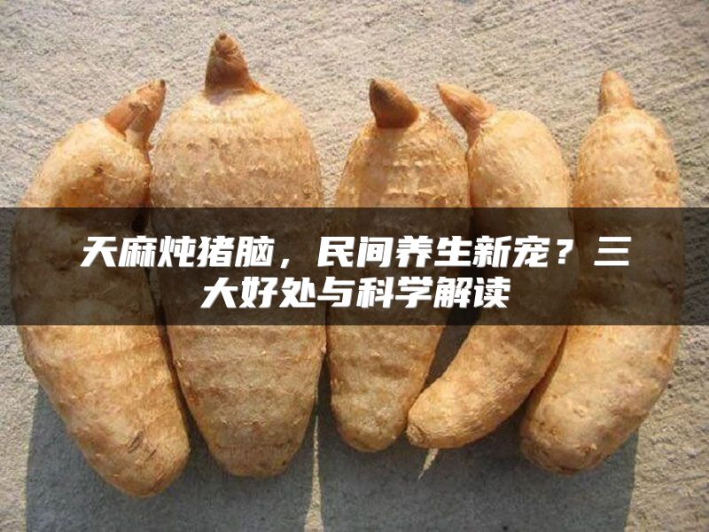 天麻炖猪脑，民间养生新宠？三大好处与科学解读