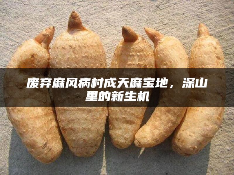 废弃麻风病村成天麻宝地，深山里的新生机