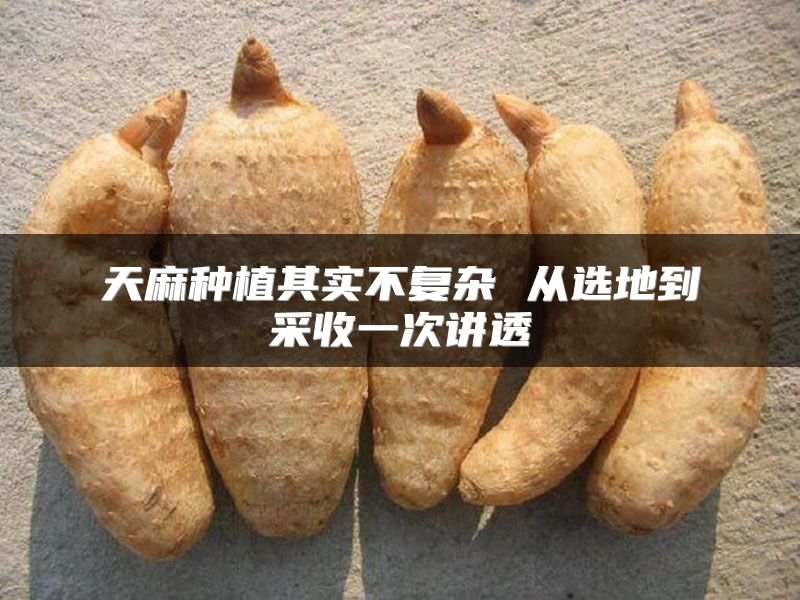 天麻种植其实不复杂 从选地到采收一次讲透