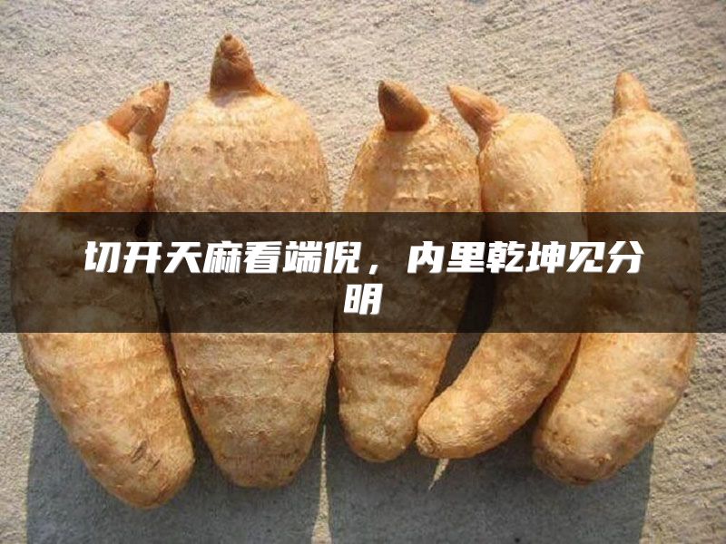 切开天麻看端倪，内里乾坤见分明