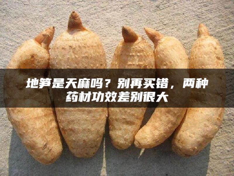 地笋是天麻吗？别再买错，两种药材功效差别很大