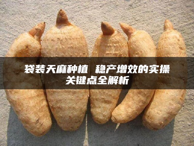 袋装天麻种植 稳产增效的实操关键点全解析