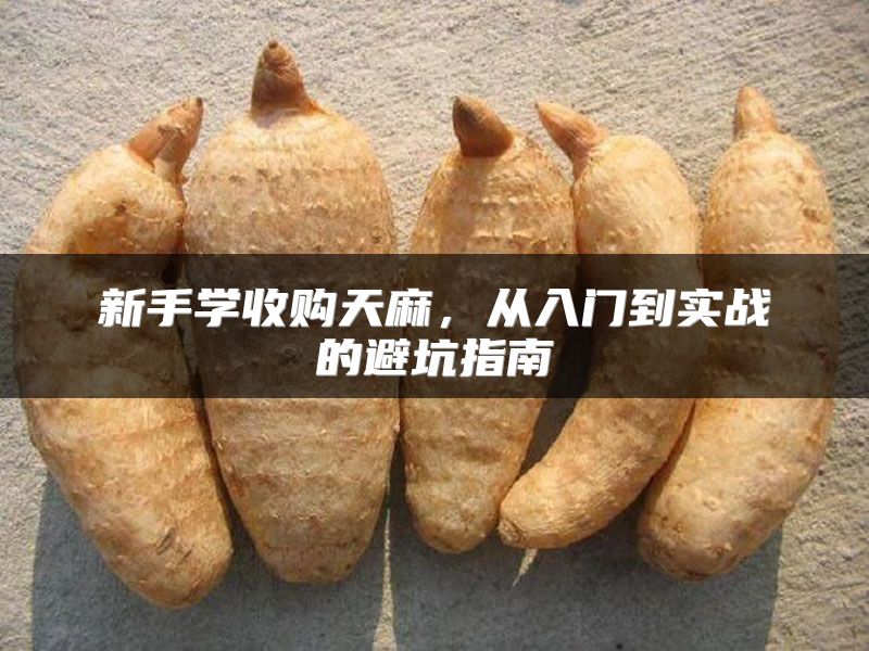 新手学收购天麻，从入门到实战的避坑指南