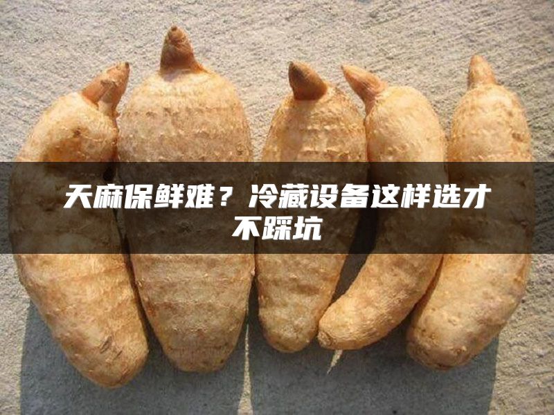 天麻保鲜难?冷藏设备这样选才不踩坑