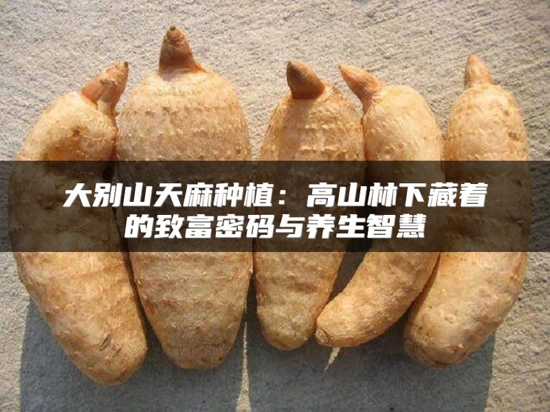 大别山天麻种植:高山林下藏着的致富密码与养生智慧