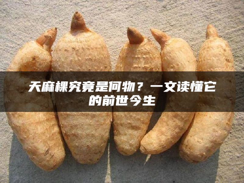 天麻棵究竟是何物？一文读懂它的前世今生