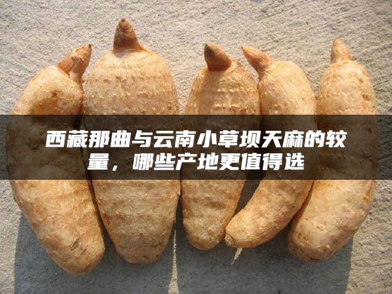 西藏那曲与云南小草坝天麻的较量,哪些产地更值得选