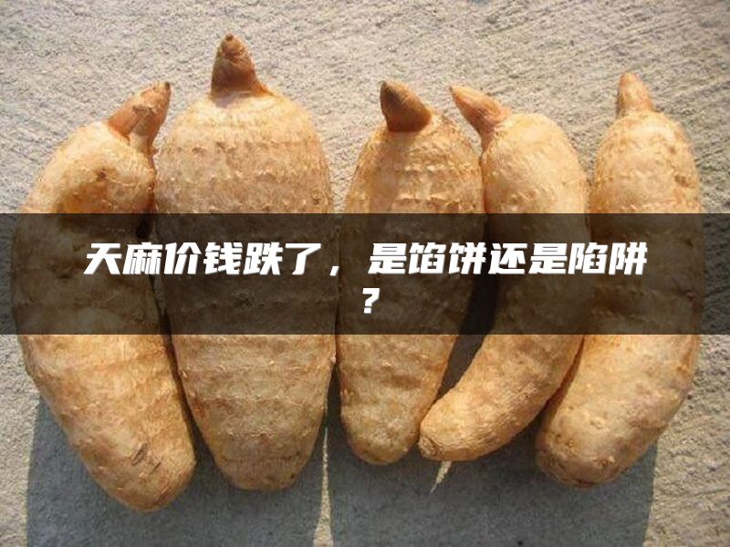天麻价钱跌了，是馅饼还是陷阱？
