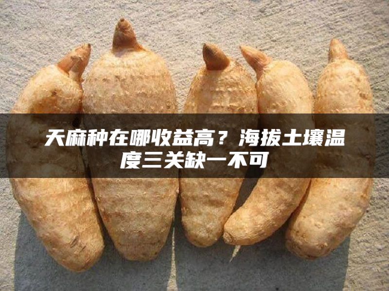 天麻种在哪收益高？海拔土壤温度三关缺一不可