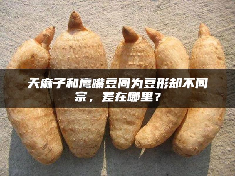 天麻子和鹰嘴豆同为豆形却不同宗,差在哪里?
