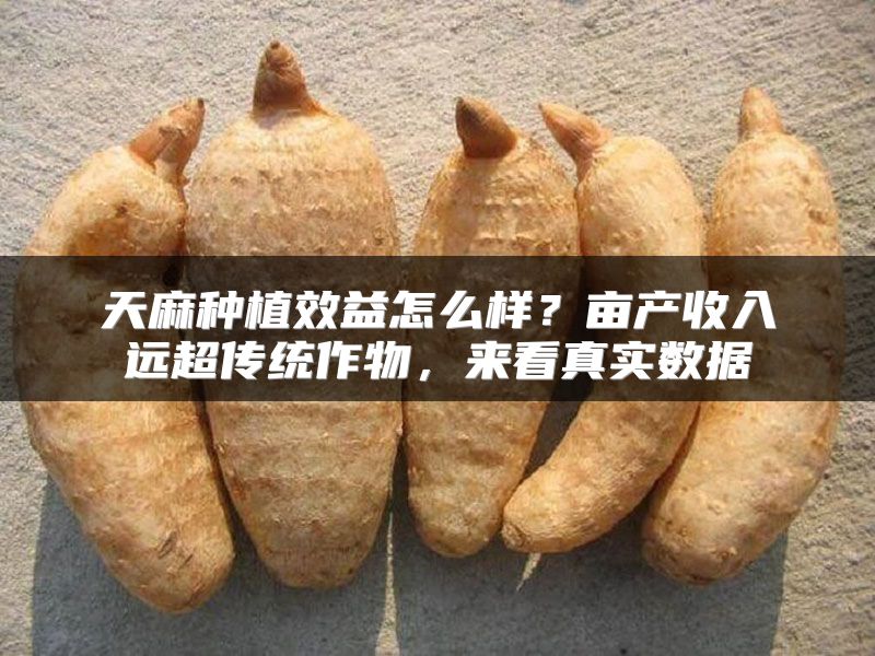 天麻种植效益怎么样？亩产收入远超传统作物，来看真实数据