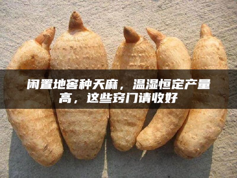 闲置地窖种天麻，温湿恒定产量高，这些窍门请收好
