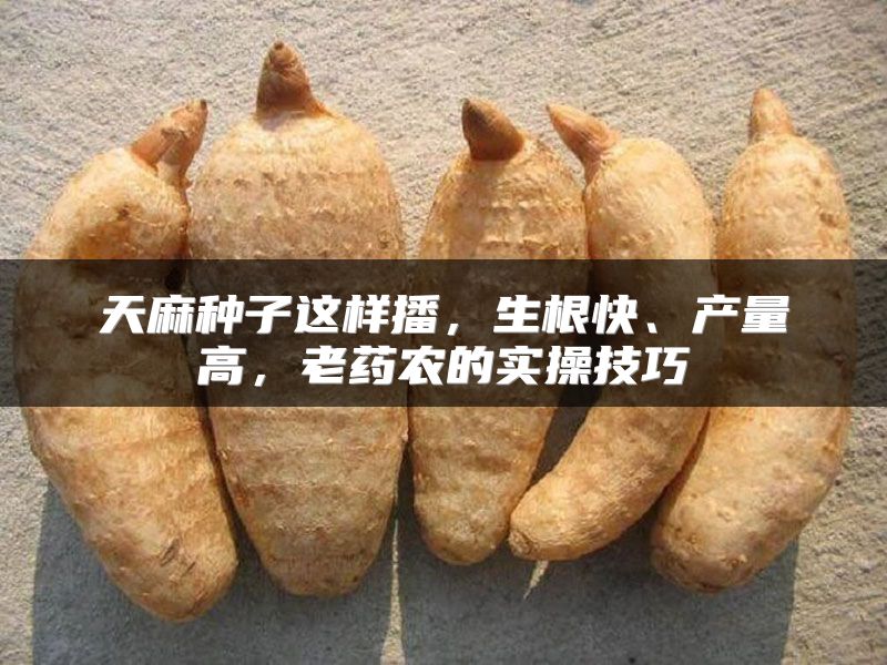 天麻种子这样播,生根快、产量高,老药农的实操技巧