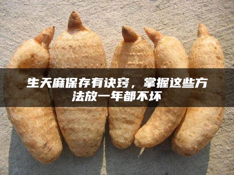生天麻保存有诀窍,掌握这些方法放一年都不坏
